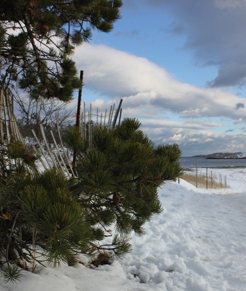 Scrub pines on Popham Beach.